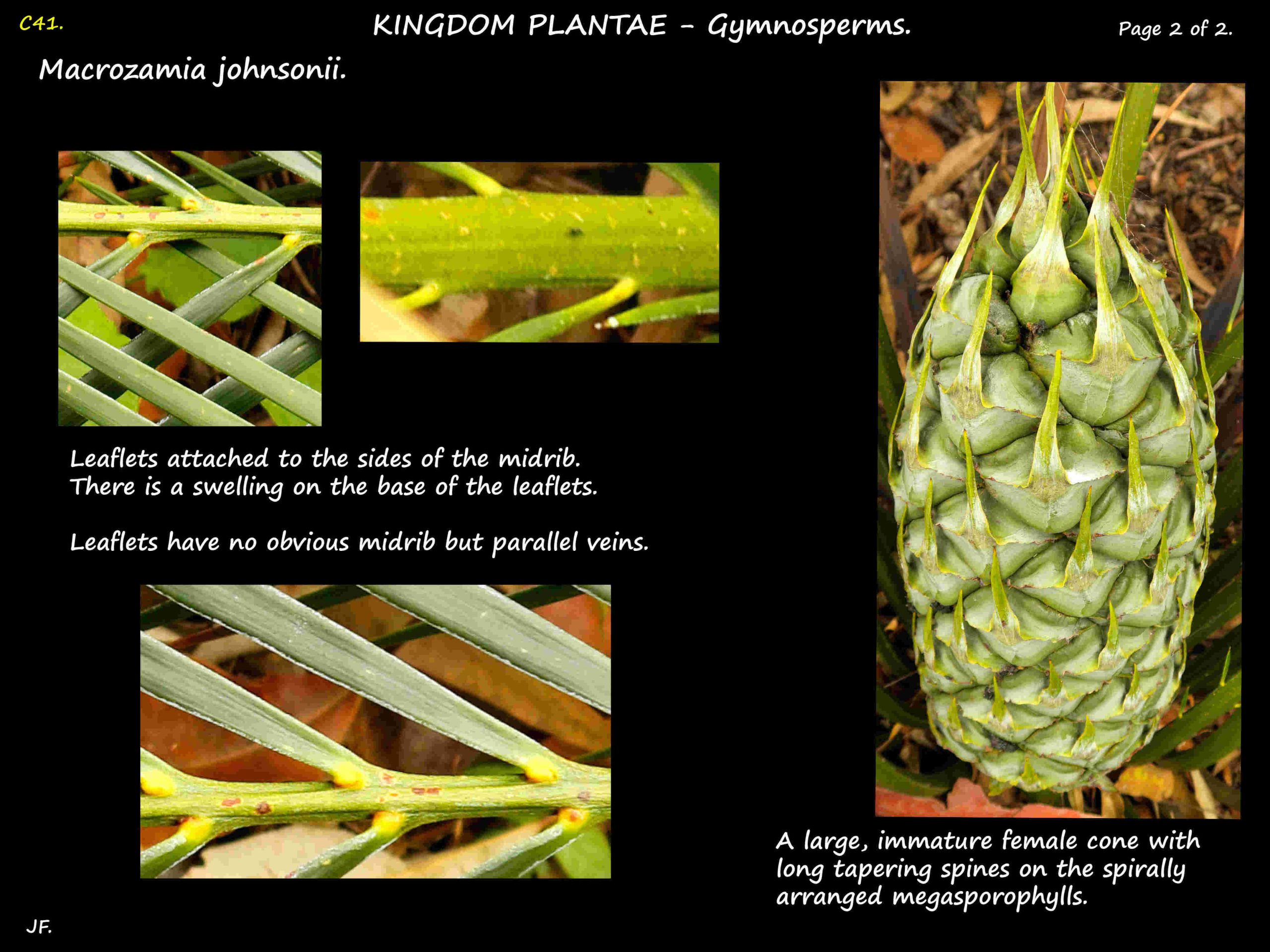 2 Macrozamia johnsonii female cone